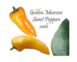 Afbeeldingsresultaat voor marconi golden sweet pepper