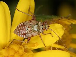 Attēlu rezultāti vaicājumam “Lygus nymph”