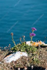 Attēlu rezultāti vaicājumam “Centaurea scabiosa flower”