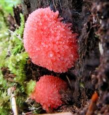 Attēlu rezultāti vaicājumam “Tubifera applanata macro”