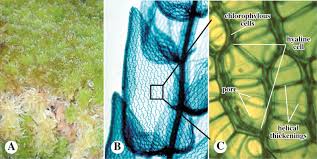 Attēlu rezultāti vaicājumam “Bryum pallens sporophyte”