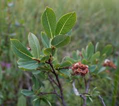 Attēlu rezultāti vaicājumam “Salix myrtilloides”