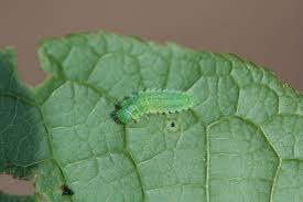 Attēlu rezultāti vaicājumam “Gonioctena”