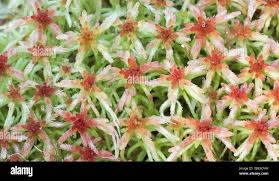 Attēlu rezultāti vaicājumam “Sphagnum russowii”