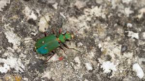Attēlu rezultāti vaicājumam “Cicindela campestris imago”