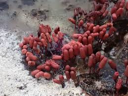 Attēlu rezultāti vaicājumam “Cribraria argillacea sessile”