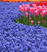 Attēlu rezultāti vaicājumam “Muscari armeniacum”