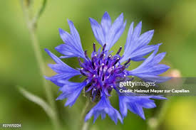 Attēlu rezultāti vaicājumam “Cyanus segetum”