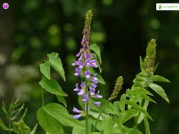 Attēlu rezultāti vaicājumam “Galega orientalis fruit”