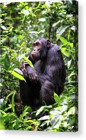 Attēlu rezultāti vaicājumam “Troglodytes troglodytes adult”