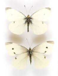 Attēlu rezultāti vaicājumam “Pieris rapae male”