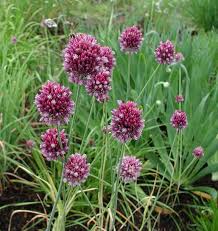 Attēlu rezultāti vaicājumam “Allium oleraceum flower”