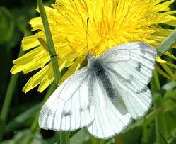 Attēlu rezultāti vaicājumam “Pieris napi underside”