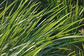 Attēlu rezultāti vaicājumam “Iris sibirica leaf”