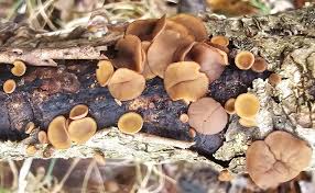 Attēlu rezultāti vaicājumam “Rutstroemia firma”