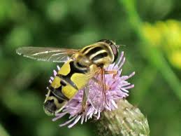 Attēlu rezultāti vaicājumam “Helophilus sp.”