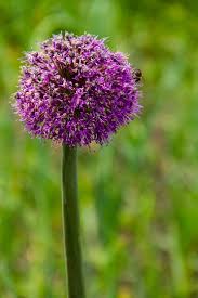 Attēlu rezultāti vaicājumam “Allium scorodoprasum”