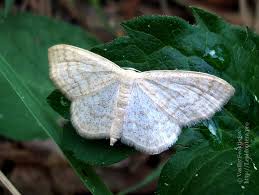 Attēlu rezultāti vaicājumam “Scopula floslactata”