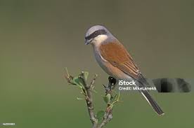 Attēlu rezultāti vaicājumam “Lanius collurio”