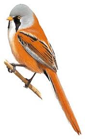 Attēlu rezultāti vaicājumam “Panurus biarmicus male”