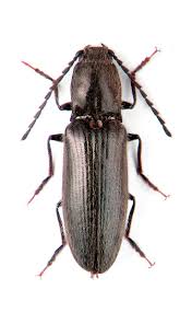 Attēlu rezultāti vaicājumam “Harminius undulatus”