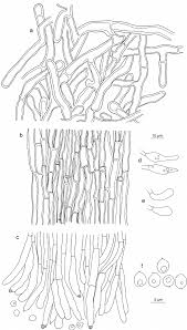 Attēlu rezultāti vaicājumam “Rigidoporus crocatus”