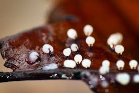 Attēlu rezultāti vaicājumam “Diderma roanense stalked”