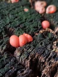 Attēlu rezultāti vaicājumam “Fuligo luteonitens macro”