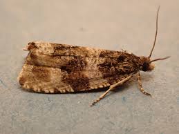 Attēlu rezultāti vaicājumam “Orthotaenia undulana”