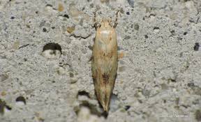 Attēlu rezultāti vaicājumam “Elachistidae”