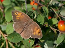 Attēlu rezultāti vaicājumam “Maniola jurtina male”