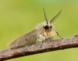 Attēlu rezultāti vaicājumam “Diaphora mendica female”