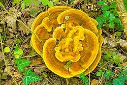 Attēlu rezultāti vaicājumam “Pylaisia polyantha sporophyte”