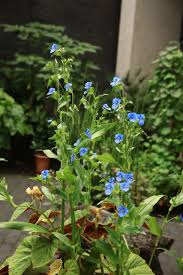 Attēlu rezultāti vaicājumam “Commelina coelestis”