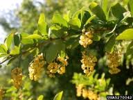 Attēlu rezultāti vaicājumam “Berberis vulgaris flower”