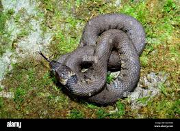 Attēlu rezultāti vaicājumam “Natrix natrix adult”