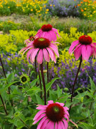 Image result for Sonnenhut