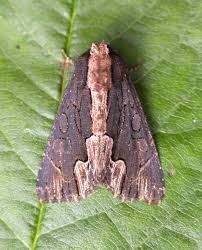 Attēlu rezultāti vaicājumam “Dypterygia scabriuscula”