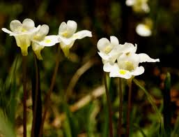 Attēlu rezultāti vaicājumam “Pinguicula alpina flower”