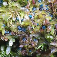 Attēlu rezultāti vaicājumam “Mniaecia jungermanniae”