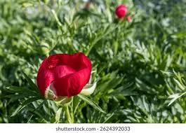 Attēlu rezultāti vaicājumam “Paeoniaceae”