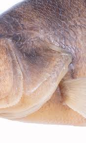 Image result for Perca flavescens