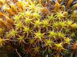 Attēlu rezultāti vaicājumam “Trichia ambigua macro”