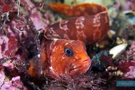 Image result for Anarhichas lupus