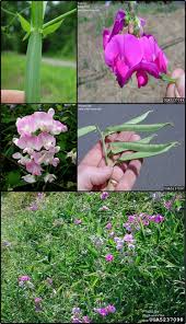 Attēlu rezultāti vaicājumam “Lathyrus latifolius”