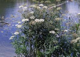 Attēlu rezultāti vaicājumam “Sium latifolium”