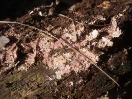 Attēlu rezultāti vaicājumam “Steccherinum fimbriatum”