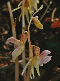 Attēlu rezultāti vaicājumam “Epipogium aphyllum”