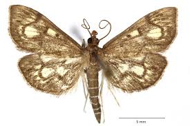 Attēlu rezultāti vaicājumam “Anania stachydalis”