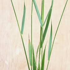 Attēlu rezultāti vaicājumam “Elytrigia repens subsp. arenosa”